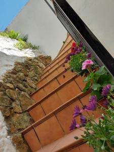 CASA LA ABUELA REMEDIOS