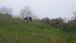 Salora Kodai