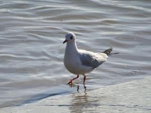 Maisons de vacances Les pieds dans l'eau... au chaud !!! : photos des chambres