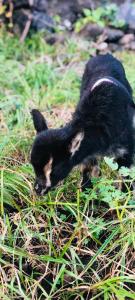Quinta Pereirinha Farm - A Private 3 Bedroom Vacation Home, Close to Hiking w Ocean Views - Pico Island, Azores