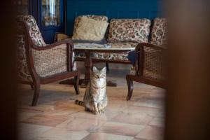 B&B / Chambres d'hotes La Bellevue Breville - B&B : photos des chambres