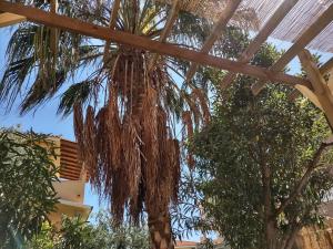 APPARTAMENTO CORALLO with PRIVATE GARDEN img48