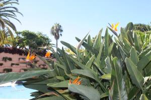 Puerto de la Cruz: Loft, terraza y piscina