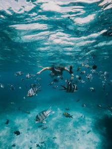 Palm Tree Villa Nungwi - 3hvězdičkové hotely ve městě Nungwi