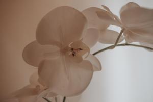 Appartements Studio tt confort coeur ville avec terrasse et parking gratuit : photos des chambres