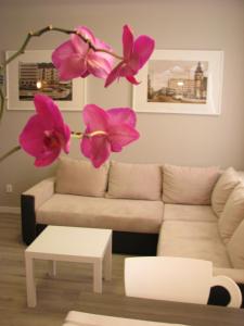 Apartament w centrum Gdyni II