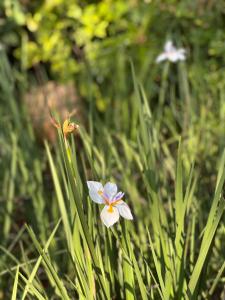 White Linen Guesthouse