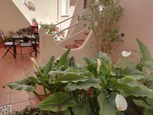 B&B Sa Madalena a Dorgali-IUN E4918 img22