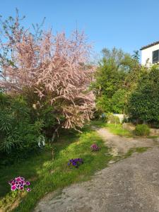 Appartements Gites A Gravona : photos des chambres