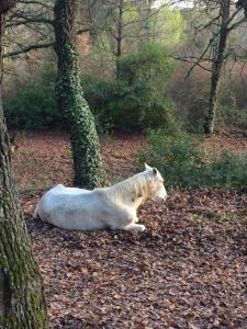 B&B / Chambres d'hotes Le Verger : photos des chambres
