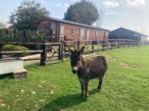Rew Farm Country and Equestrian Accommodation - Sunset Lodge - Bratton