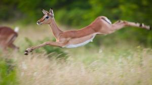 Timbavati, Greater Kruger National Park, Limpopo, South Africa.