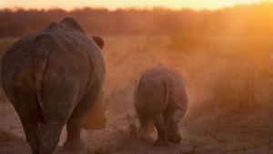 Timbavati, Greater Kruger National Park, Limpopo, South Africa.