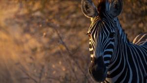 Timbavati, Greater Kruger National Park, Limpopo, South Africa.