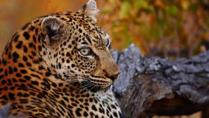 Timbavati, Greater Kruger National Park, Limpopo, South Africa.