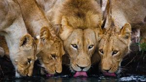 Timbavati, Greater Kruger National Park, Limpopo, South Africa.