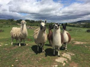 Maisons de vacances Lama-Gite-des-Puys chalet ecologique a 30km des pistes, visite aux lamas Charge VE : photos des chambres