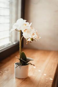 Luxury style apartment