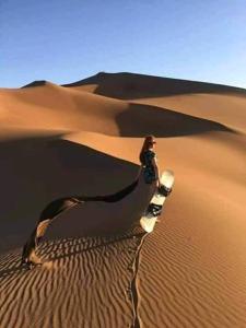 Camp Mhamid Sahara Tours