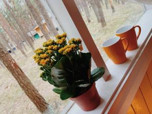 Energetikas • nameliai prie jūros