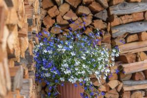 Appartements Appartement aux pieds des pistes : Appartement Supérieur 1 Chambre