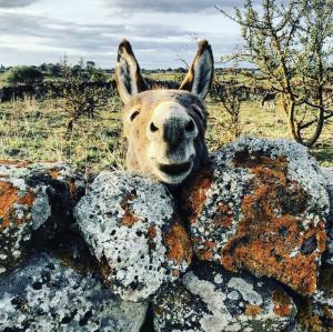 Le Corti Sarde Apartments img66