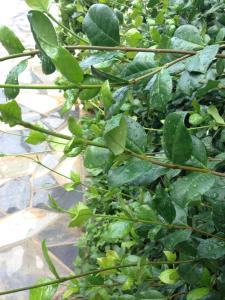 Naiada Apartments Milina