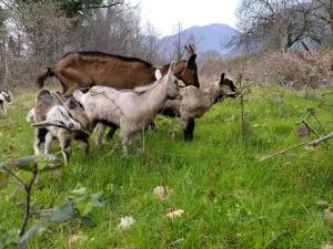 Farm house Godinje - Donja Seoca