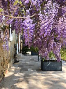 B&B / Chambres d'hotes La Bastide De Negra : photos des chambres