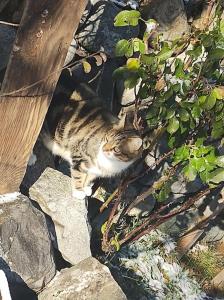 Sejours chez l'habitant Chambre ou gite dans une maison de montagne - De Suzon a Zelie : photos des chambres