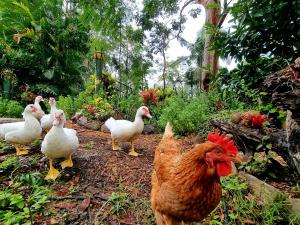 The House of the Rising Sun & Hot Spa