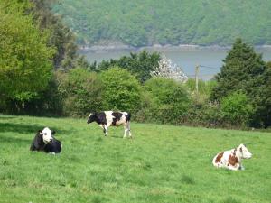 Maisons de vacances holiday home, Tregarvan : photos des chambres