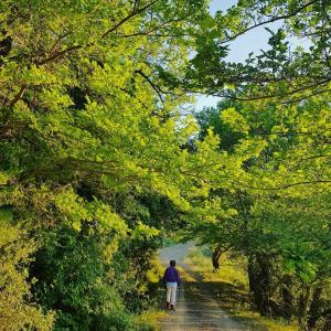 Helicon Muses Friendly Mountain B&B Guesthouse