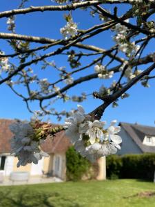 Maisons de vacances Le Cerisier : photos des chambres