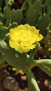 Jillyfish House Dahab - deine Oase in zwei Palmengärten - zentral am Lighthouse