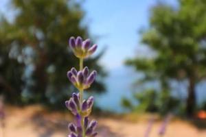 Apartments Seafront Silence