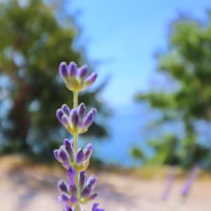 Apartments Seafront Silence