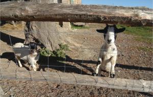 Maisons de vacances Le Jardin : photos des chambres