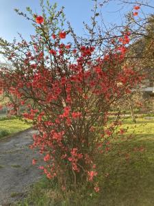 Самостоятелни стаи в къща за гости Балкан