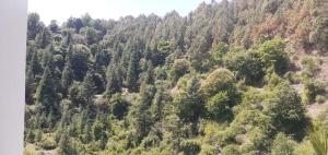 Deep Jyoti Home Stay