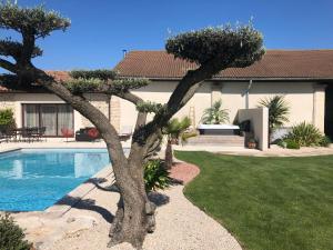 Le Vieux Platane