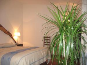 Il Vecchio Ginepro img30