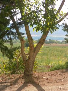 Le Mas des Meras - Gite Côté mas