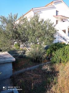 Apartment Barbat 1