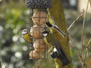 Maisons de vacances La maison aux oiseaux : photos des chambres