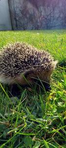 Maisons de vacances La maison aux oiseaux : photos des chambres