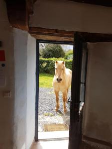 Maisons de vacances Ecuries de Losque : photos des chambres