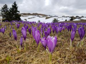 Chalet Encijan - Velika planina 