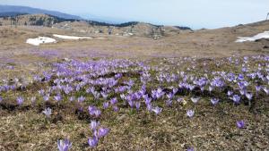 Chalet Gorenjka - Velika planina 