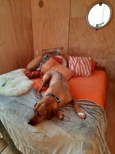 Wikkelhuis 31- dier vriendelijk